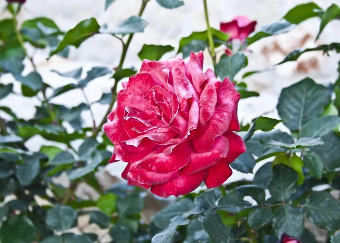 Alonia & Maisonettes * Toló